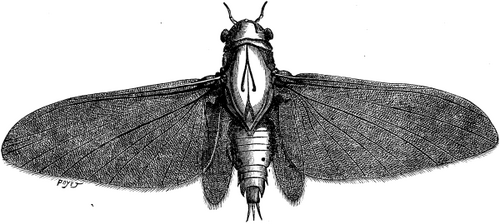 FIG. 2.  MAY FLY (adult magnified 14 times).