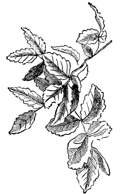 FOLIAGE OF A FULL GROWN ZELKOWA TREE.