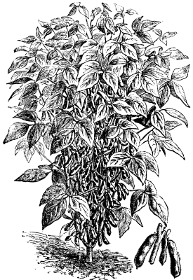 THE SOY BEAN. <i>(Soja Lispida)</i>