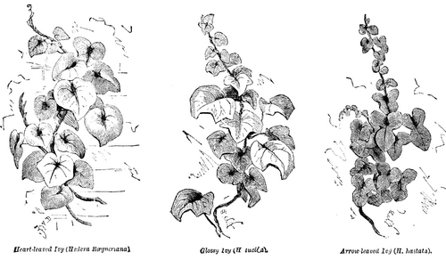 Forms Of Ivy 433 15a