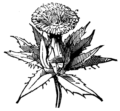 On The Evolution Of Forms Of Ornament 460 8g