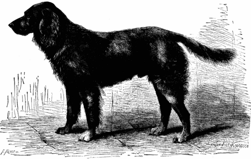 THE LONGHAIRED POINTER, 