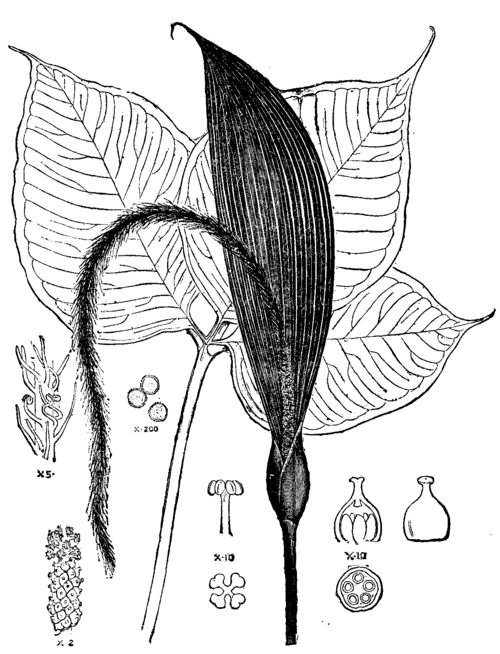 Arisaema Fimbriatum: Leaf, Spathe, And Floral Details