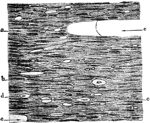 FIG. 2.   Lancashire cannel coal; transverse section, X200.