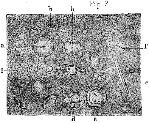 FIG. 3.   Commentry cannel coal, X200.