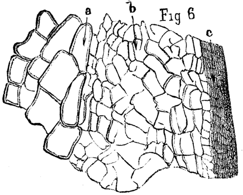 FIG. 6.   <i>Arthropitus gallica</i>, St. Etienne; transverse section, X200.