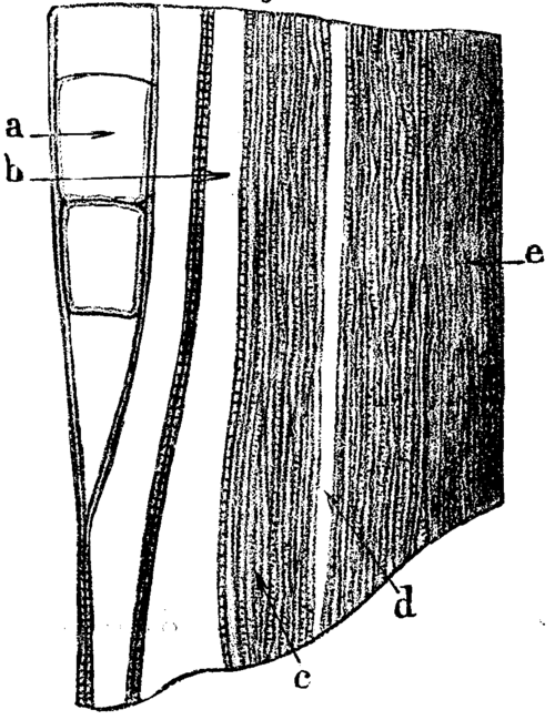 FIG. 7.   <i>Arthropitus gallica</i>, St. Etienne; tangential longitudinal section.