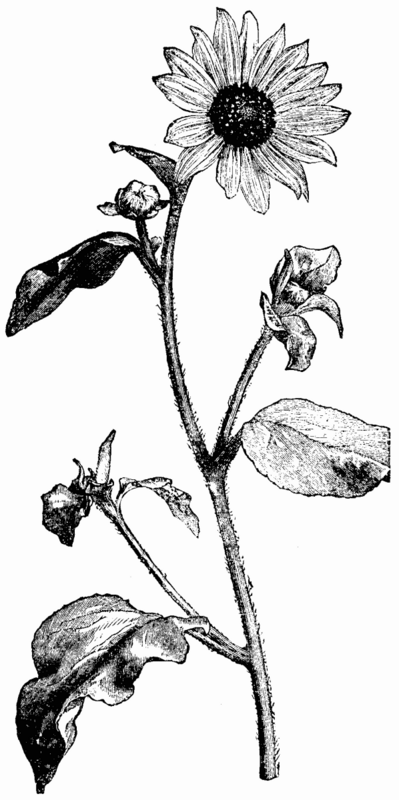 FLOWER OF HELIANTHUS ARGOPHYLLUS.