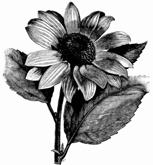 FULL SIZED FLOWER OF HELIANTHUS MULTIFLORUS.