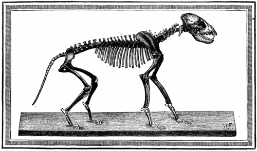 Fig.2.   SKELETON OF THE CAVE HYENA.