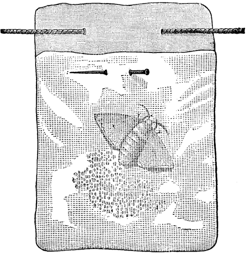 Silk Worm Eggs 492 13b