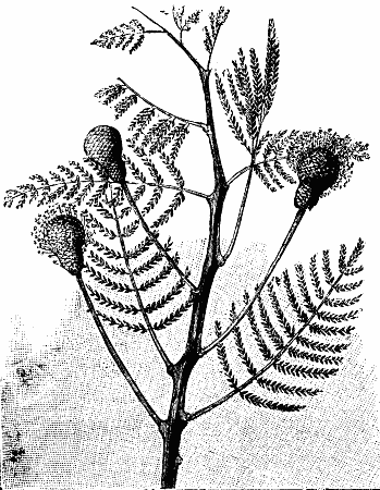 Fig. 7.   PARKIA BIGLOBOSA.