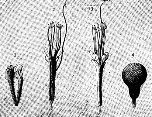 Fig. 8   FLOWERS OF PARKIA.