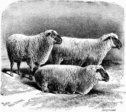 HAMPSHIRE DOWN SHEEP