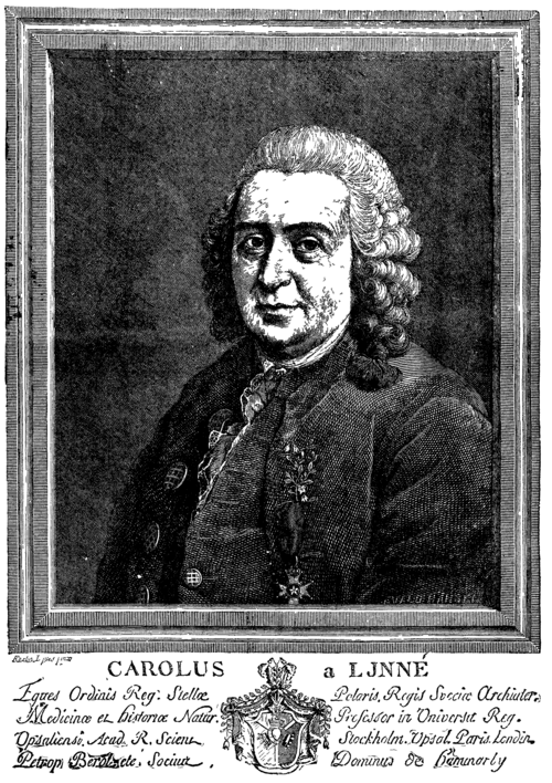 Portrair of Linnaeus