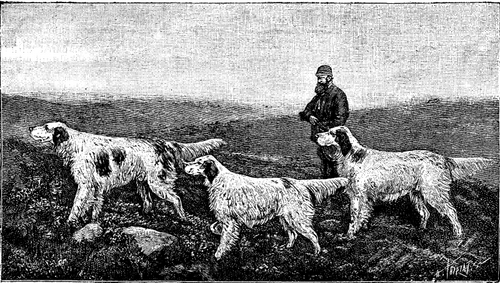 FIG 4.  ENGLISH SETTERS.