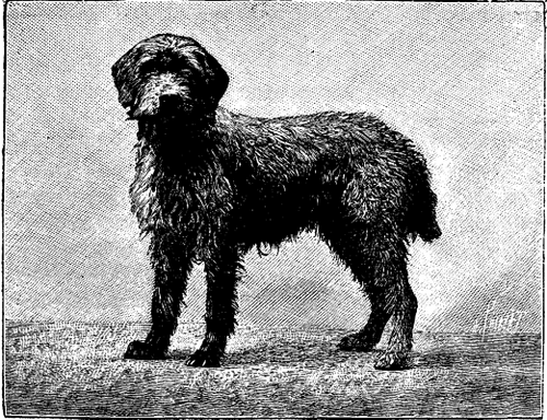 FIG 6.  COARSE HAIRED GRIFFON.