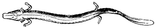 Fig. 1. THE SEMI BLIND SALAMANDER (PROTEUS ANGUINEUS) OF THE ADELSBERG GROTTO, IN AUSTRIA.