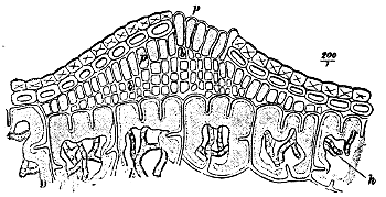 Fig. 33.   Vertical section through a very young aecidium of Peridermium Pini (var. acicola)