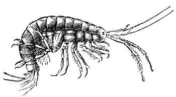 Fig. 8.   THE SAND FLEA (GAMMARUS PULEX). 
