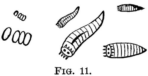 Report On Insects The Onion Maggot Phorbia Ceparum 803 2 fig11