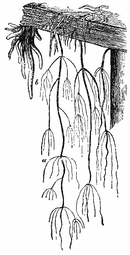 Subterraneous Flora And Fauna 664 image20