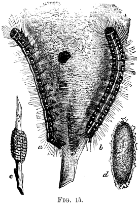 The Apple Tree Tent Caterpillar Clisiocampa Americ 803 3 fig15