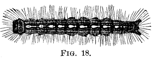 The Forest Tent Caterpillar Clisiocampa Disstria H 803 3 fig18