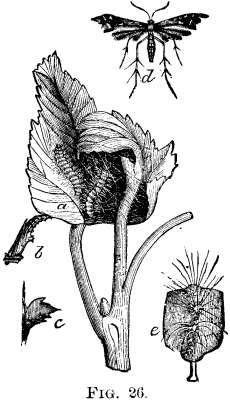 The Gartered Plume Moth Oxyptilus Periscelidactylu 803 4 fig26