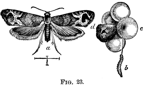 The Grape Berry Moth Eudemis Botrana S V 803 3 fig23