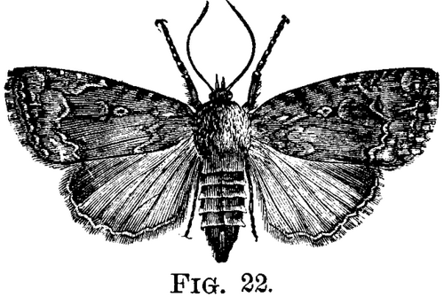 The Pyramidal Grapevine Caterpillar Pyrophila Pyra 803 3 fig22
