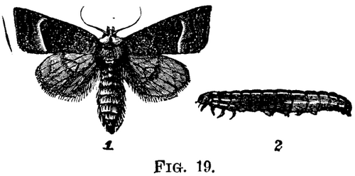 The Stalk Borer Gortyna Nitela Gruen 803 3 fig19