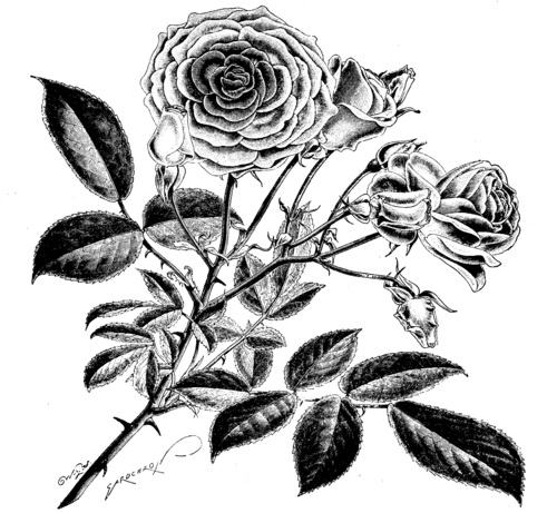 ROSE HYBRID POLYANTHA 