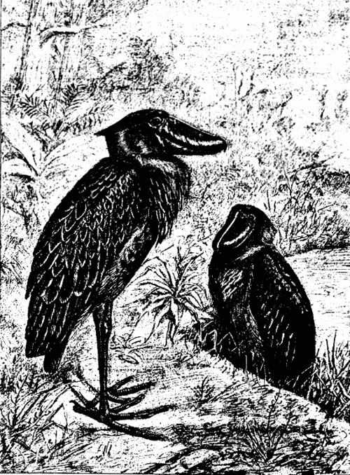 The Whale Headed Stork 829 05 stork