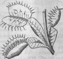 178, Leaves of Venus' fly trap (Dionaea)