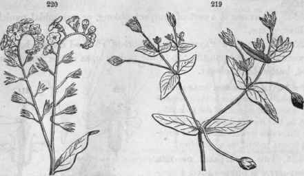 220, Myosotis palustris; scorpoid racemes