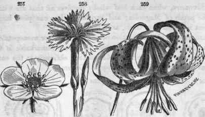 257, Flower of the strawberry. 25S, Flower of the pink
