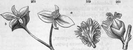 268, Pistillate flower of Balm of Gilead