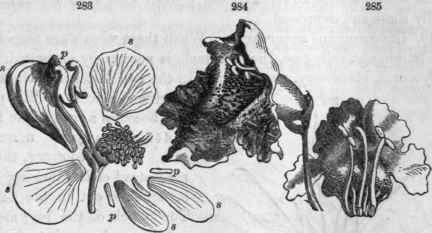 283, Flower of Aconitnm Napellus displayed; 8, 8, 8, 8, 8, the five sepals, the upper one hooded; p, p, p, the five petals, of which the two upper are nectaries covered by the hood, and the three lower very minute