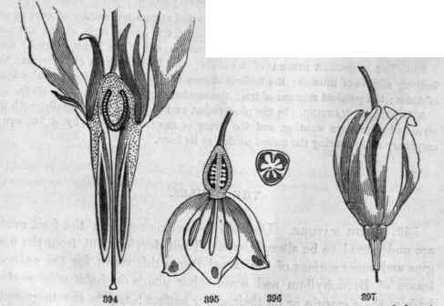 397, Flower of Dodecatheon Meadia