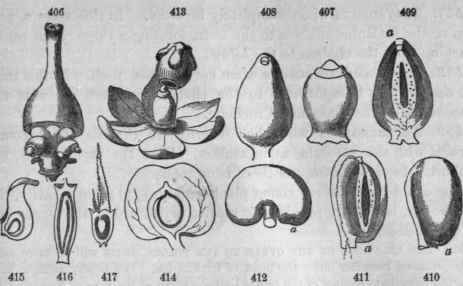 406, Pistil of Celosia, the pericarp detached showing the young ovules