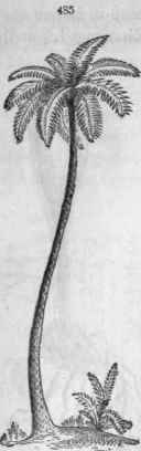 435, A Tree Fern (of the Island of Java), 40 feet in height