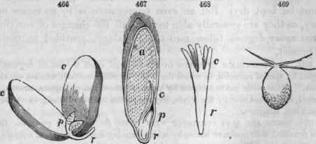 466, Dicotyledonous (Bean). 467, Monocotyledonous (Wheat)
