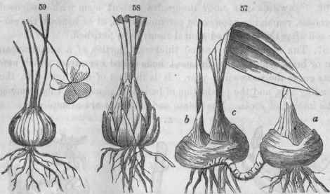 57, Corms of putty root (A plectrum); a