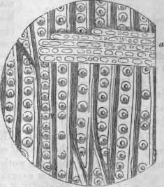 579, Longitudinal section of Thuja (Red Cedar)