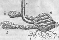 60. Bulb of Lilium superbum, with habit of a rhizome; a, full grown bulb sending up a terminal stem c, and two offsets bb, for the bulbs of next year