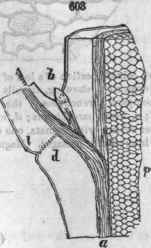 603, Section of a stem at the origin of a leaf; p, cellular, or pith; a, vascular, the medullary sheath sending off a bundle into the leaf stalk; d, the swelling (pul vinus) just below the articulation of the leaf stalk (J); b, the axillary bud
