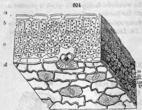 604, Minute portion of a leaf of Viola tricolor, viewed in perspective, showing, a, cells of epidermis above; b, compact parenchyma of the upper portion of the leaf; c, loose parenchyma; d, epidermal cells of the lower surface with stomata, one cut and opening into the intercellular passages