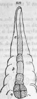 608, Growth of the embryo in Hippuris vulgaris
