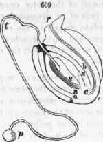 609, Ovule of Viola tricolor, showing the process of fertilization according to the views of Schleiden